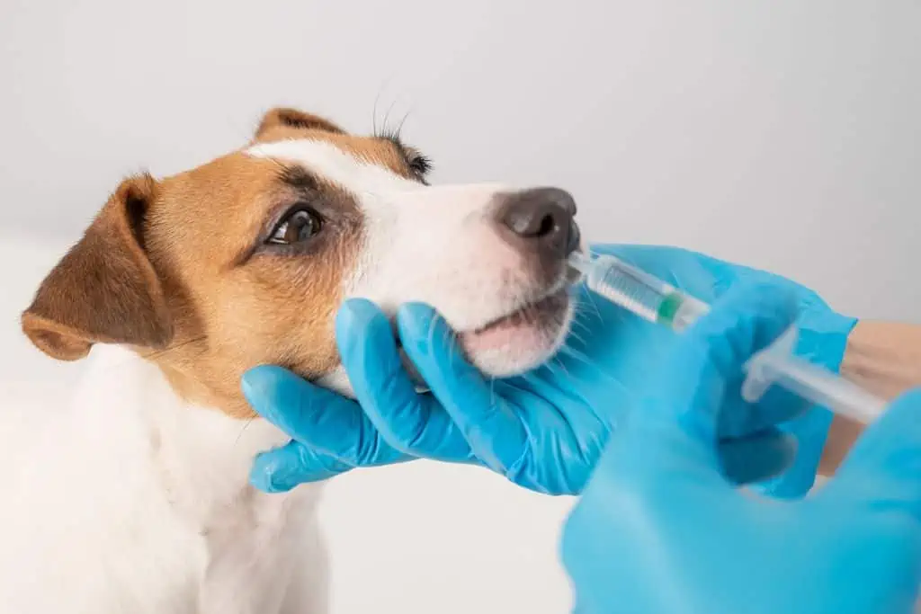Die richtige Anwendung und Dosierung von Pronefra für Hunde