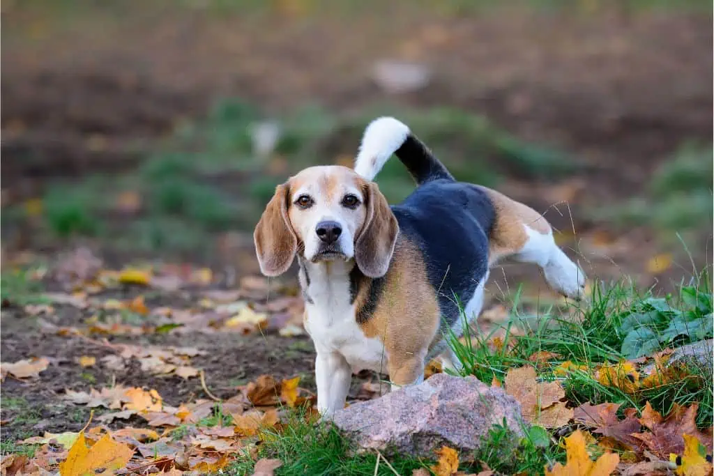 Welche Nebenwirkungen kann Pronefra bei Hunden hervorrufen?