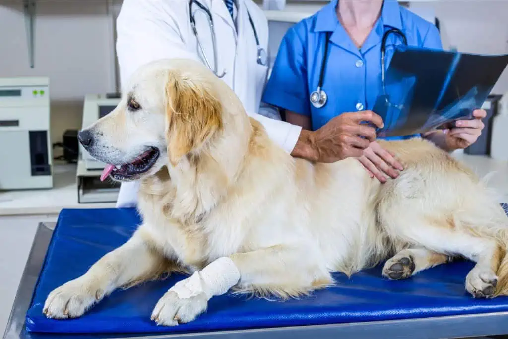 So setzen sich die Kosten für das Röntgen beim Hund zusammen