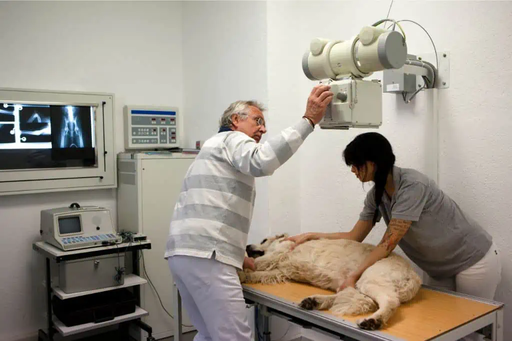 Wie wird das Röntgen beim Hund durchgeführt?