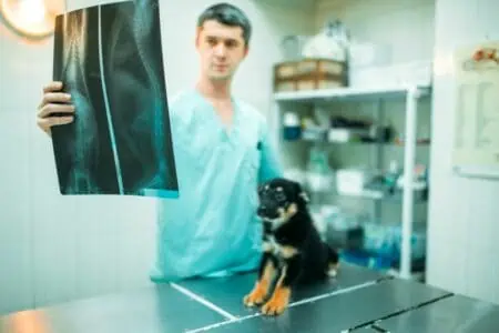 röntgen hund kosten