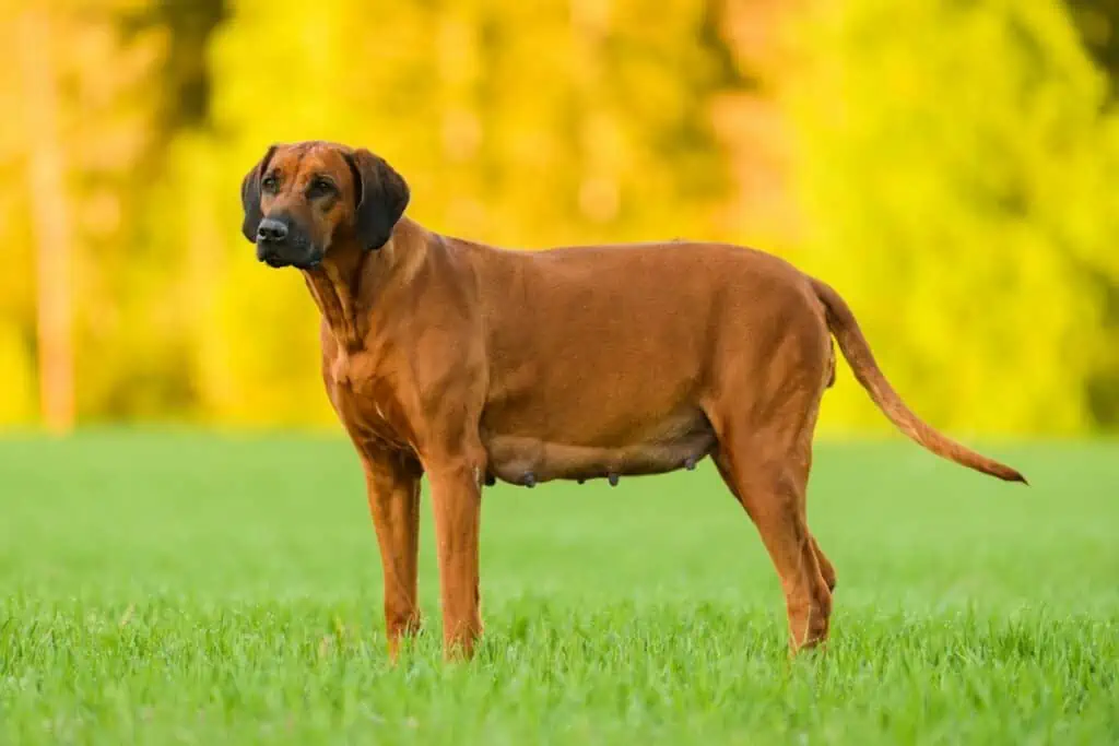 scheinschwangerschaft/scheinträchtigkeit hund symptome