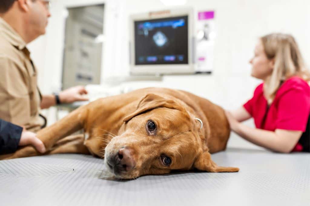 Anzeichen Scheinschwangerschaft Hund