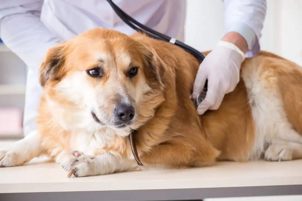 Wann sollte ich zum Tierarzt und welche Behandlungsmöglichkeiten gibt es beim Schwächeanfall beim Hund?