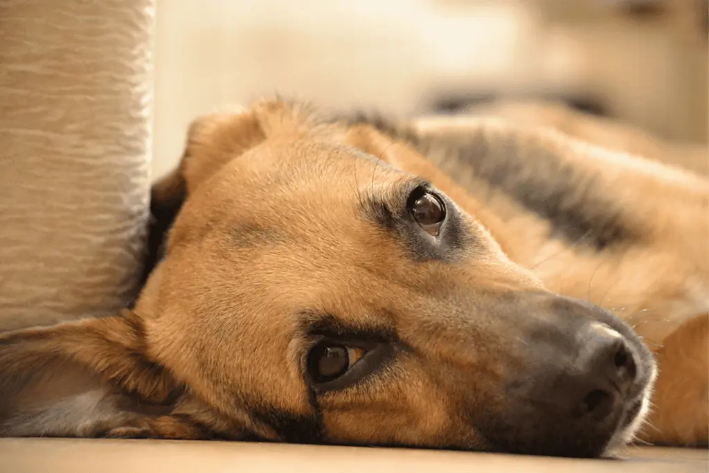 Welche Nebenwirkungen kann Selgian bei Hunden hervorrufen?