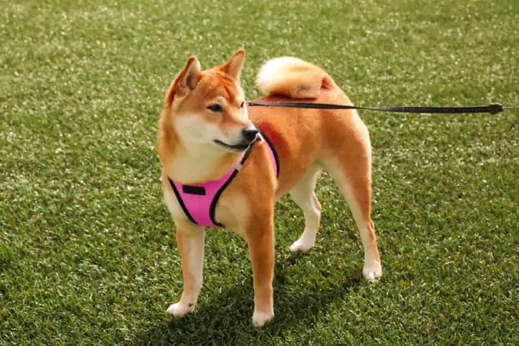 shiba inu erziehung