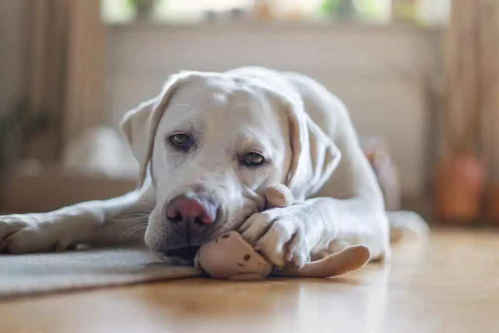 Welche Nebenwirkungen kann Tramadol bei Hunden hervorrufen?
