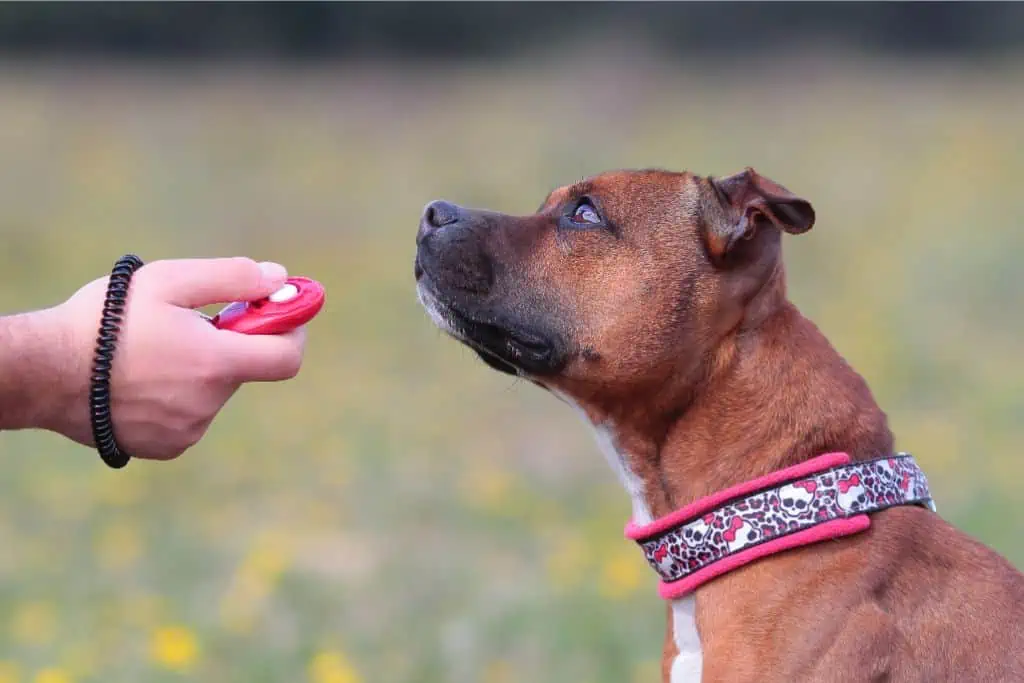 Training schult das Verhalten des Hundes, wenn er Krebs riecht