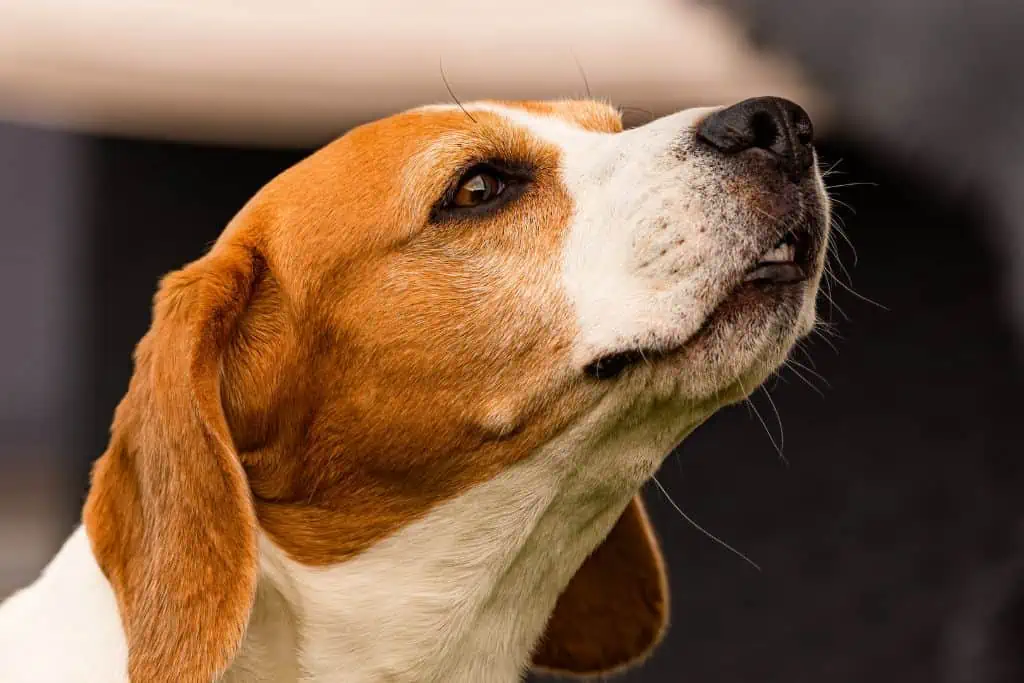 Hundenase erkennt Krebsmoleküle
