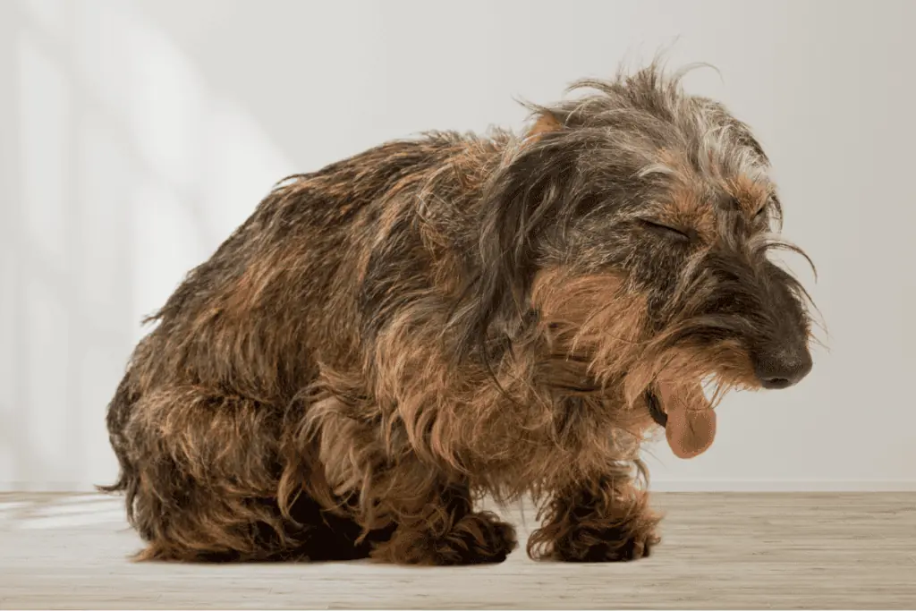 zwingerhusten (parainfluenza) hund