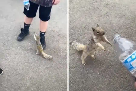 „Gib doch her!“ – Durstiges Eichhörnchen bittet um Wasser wie ein Mensch