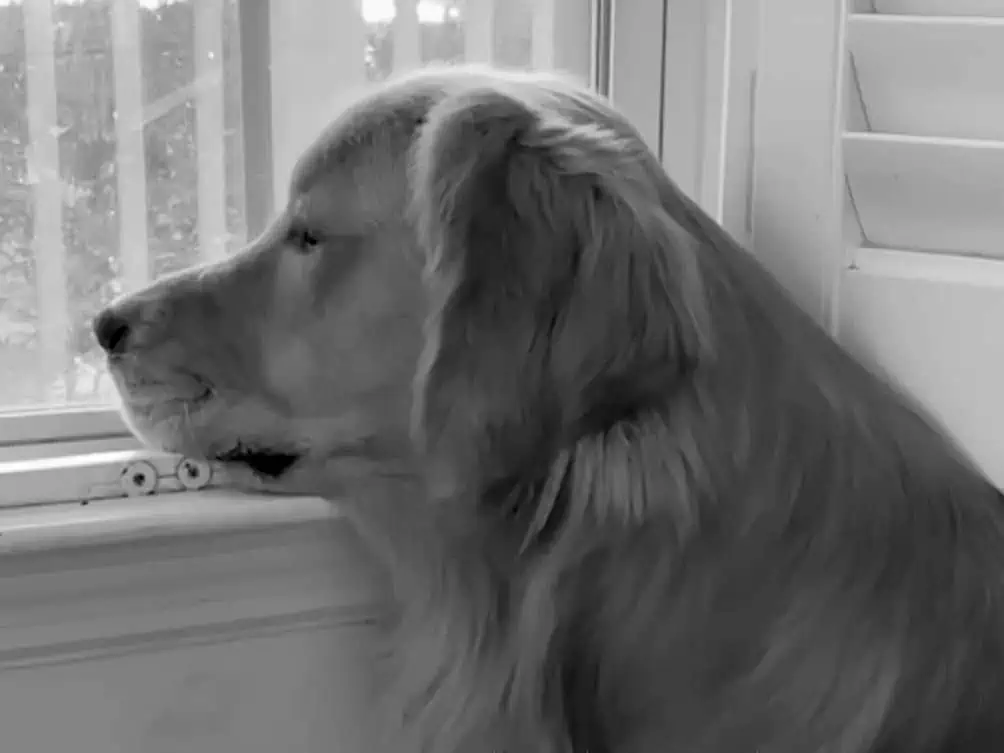 2 Hunde sehen sich nach langem Warten das erste Mal - ihre Reaktion als sie sich sehen ist urkomisch