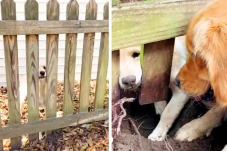 2 Hunde sehen sich nach langem Warten das erste Mal - ihre Reaktion als sie sich sehen ist urkomisch
