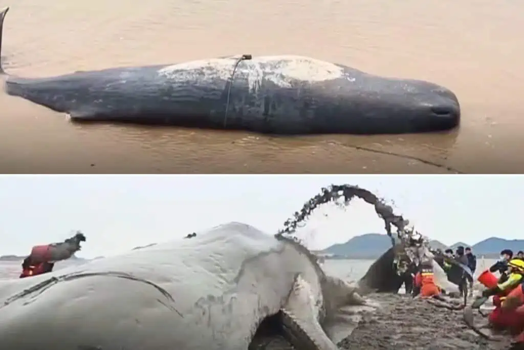 20 Meter großer Pottwal strandet an der Küste – Wie Helfer um sein Leben kämpfen, ist der Wahnsinn