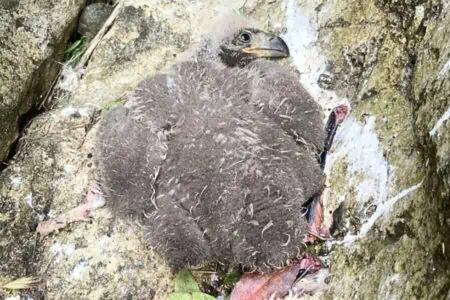 Adlerbaby fällt aus dem Nest - die überraschende Reaktion seiner Eltern beeindruckt die Retter