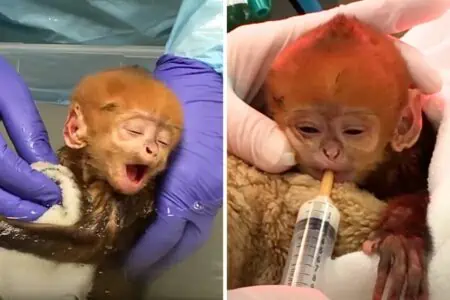 Affenmama im Zoo ignoriert Neugeborenes: Doch der Notfallplan der Tierpfleger bewirkt Wunder
