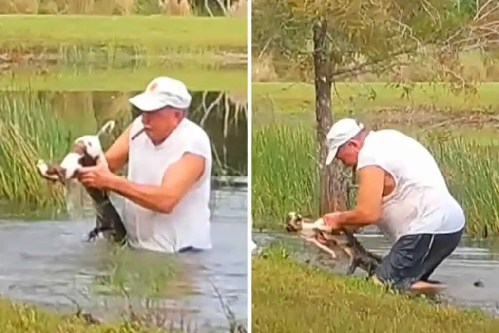 Alligator schnappt Hund am Teich und zieht ihn ins Wasser– Was der Hundebesitzer tut, ist unfassbar