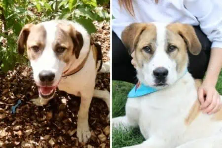 Als Welpe durch Hunde-Angriff schwer verletzt: 3-beiniger Junghund Yaro will endlich glücklich sein