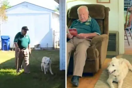 Alter Mann rettet alten Hund - wie die 2 Freunde sich dann gegenseitig helfen, rührt zu Tränen