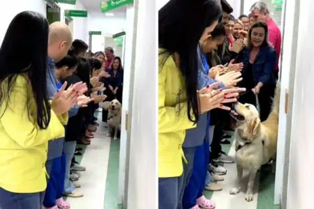 Angeschossener Hund muss 55 Tage im Krankenhaus bleiben: seine Tapferkeit beeindruckt alle zutiefst