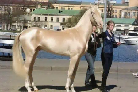 Atemberaubende Schönheit: Dieses einzigartige “goldene” Pferd verzaubert das ganze Internet