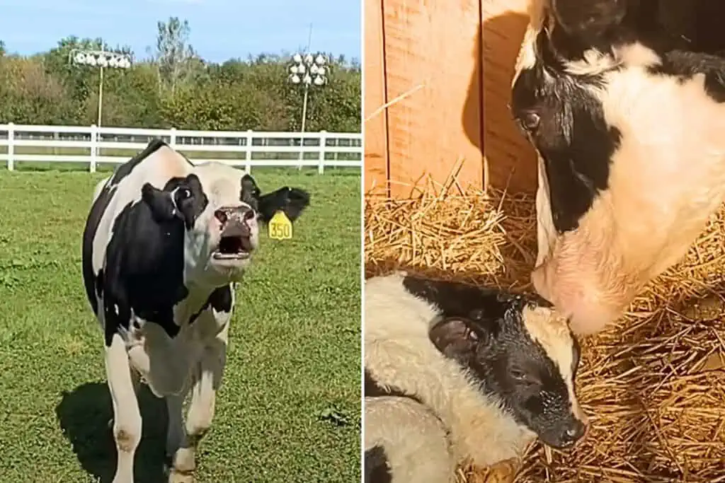 Ausgebeutete Milch-Kuh darf nach 10 Jahren endlich Mutter sein - Ihre Reaktion berührt das Herz