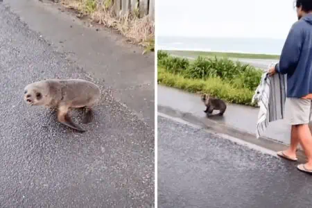 Baby-Robbe hüpft allein und hilflos auf der Straße herum - wie dieses Paar sie rettet, geht ans Herz