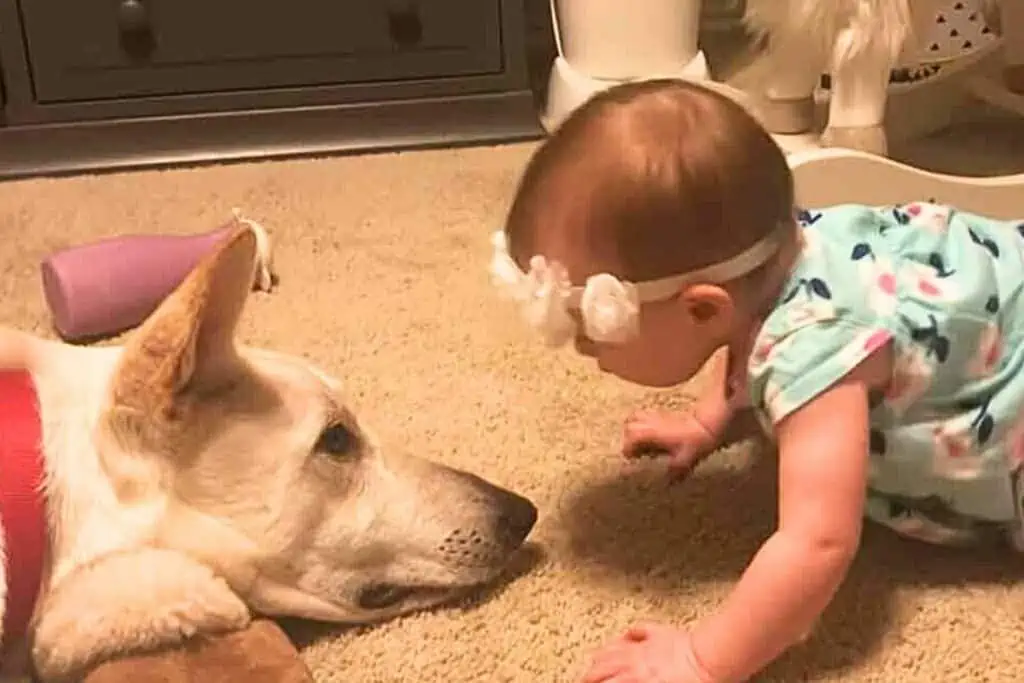 Baby küsst Familienhund auf die Nase – Seine süße Reaktion lässt alle Herzen schmelzen