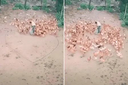 Bauer streut Futter für Hühner auf den Boden - was dann geschieht, ist einfach wunderschön