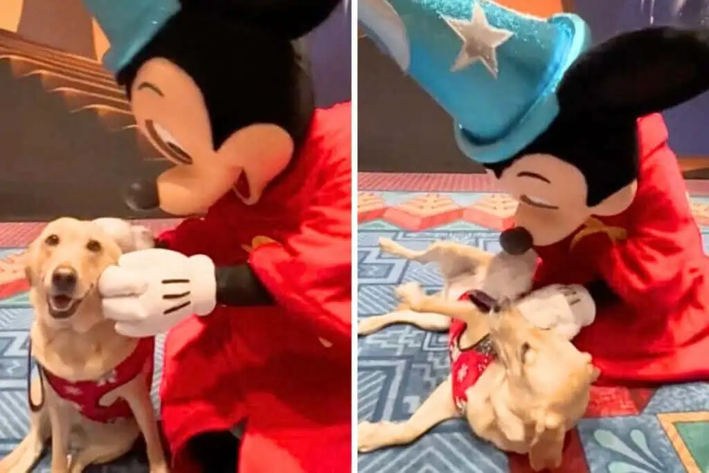 Begleithündin darf zur Belohnung ins Disneyland - ihre Reaktion auf Mickey Maus ist unfassbar süß