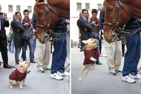 Bulldogge trifft zum ersten mal auf ein Polizeipferd: Seine süße Reaktion bringt alle zum Lachen