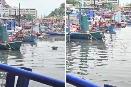Dutzende Affen springen über Bord eines Fischerbootes - der Grund dahinter ist unfassbar