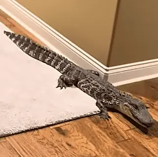 Gestatten, Alligator