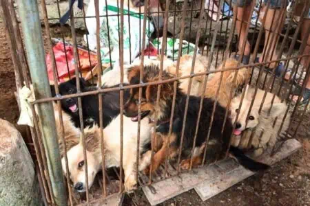 Ein trauriges Kapitel für die Tierschützer: Grausames Hundefleisch-Festival findet erneut statt