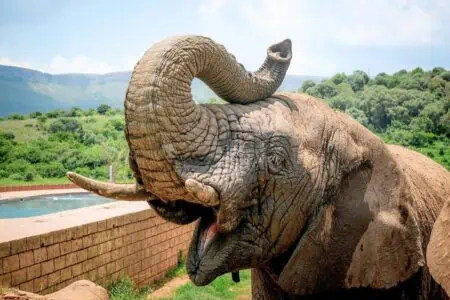 Einmaliges Talent: Wie dieser Elefant im Berliner Zoo Bananen schält, verblüfft die ganze Welt