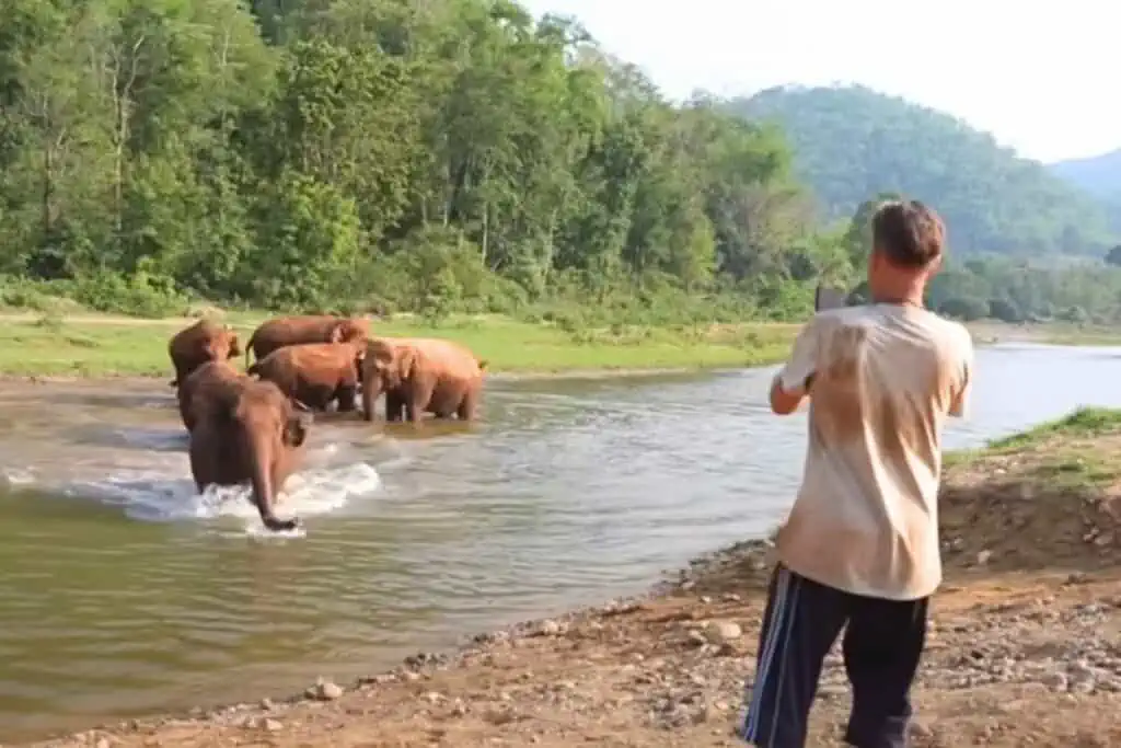 Elefanten kommen fröhlich auf den Mann zu, der sie ruft - doch die Geschichte dahinter ist grausam