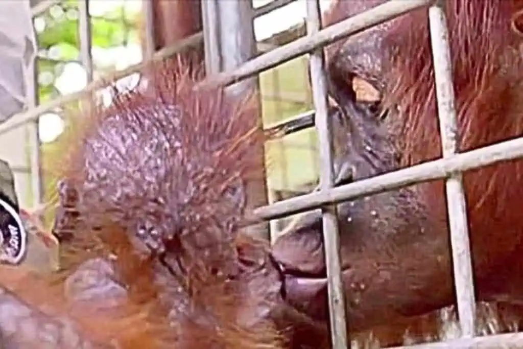 Entführtes Orang-Utan-Baby wird seiner Mutter zurückgegeben: Ihre Reaktion ist zum Weinen schön