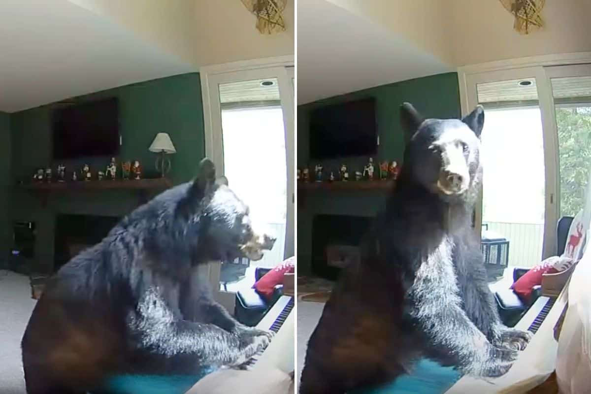 Bär bricht in Haus ein - was er im Wohnzimmer tut, sorgt für heftige ...