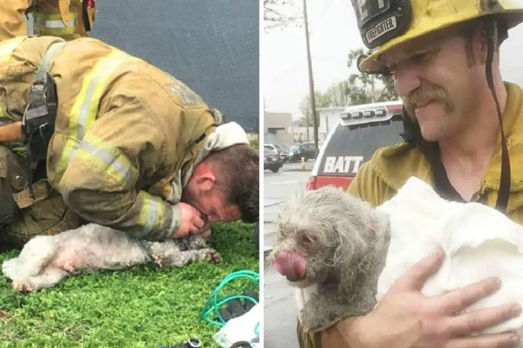 Feuerwehrmann findet toten Hund in brennender Wohnung - durch seine Reaktion bewirkt er ein Wunder