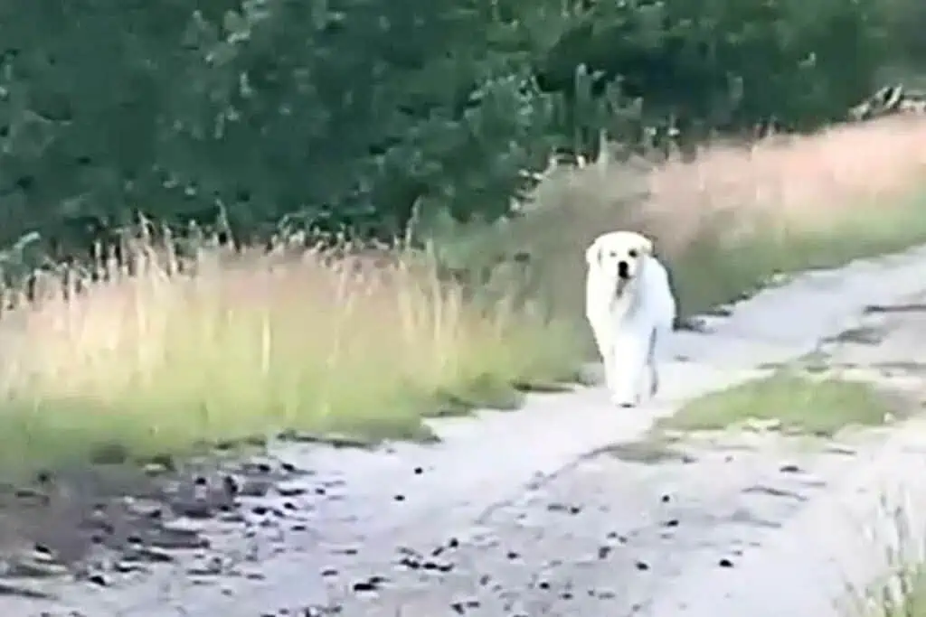 Filmreifer Moment: Hund entläuft seiner Familie - unglaublich, wie sie ihn wiederfinden