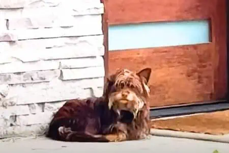 Frau sieht verängstigten Straßenhund - wie er sich dank ihrer Geduld verwandelt, ist einfach rührend