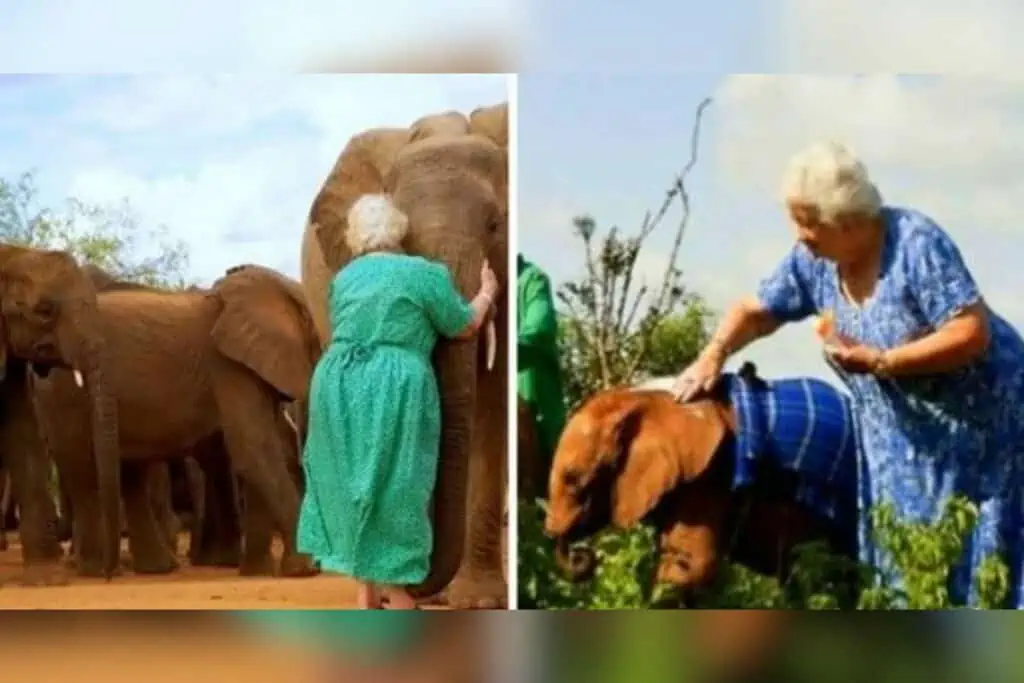 Frau widmet ihr Leben der Rettung von Elefanten: So rührend zeigen diese ihre Dankbarkeit (Video)