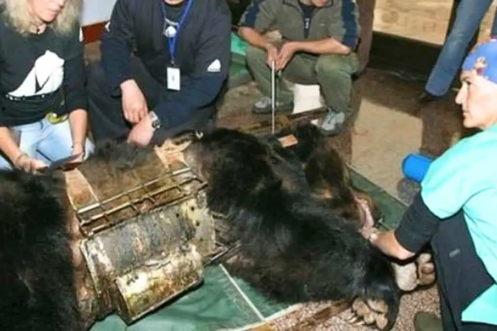 Geretteter Bär sieht nach 9 Jahren Folter zum ersten Mal Wasser - Seine Reaktion ist herzerwärmend