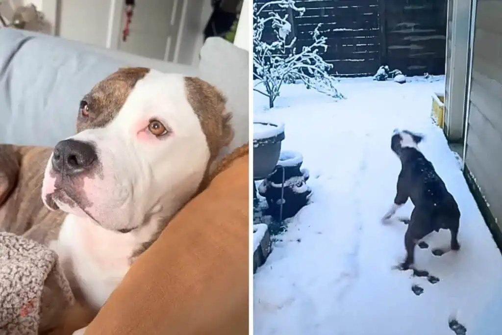 Geretteter Pitbull bellt vor Angst, als er Schnee sieht – Der Grund dafür zerbricht das Herz