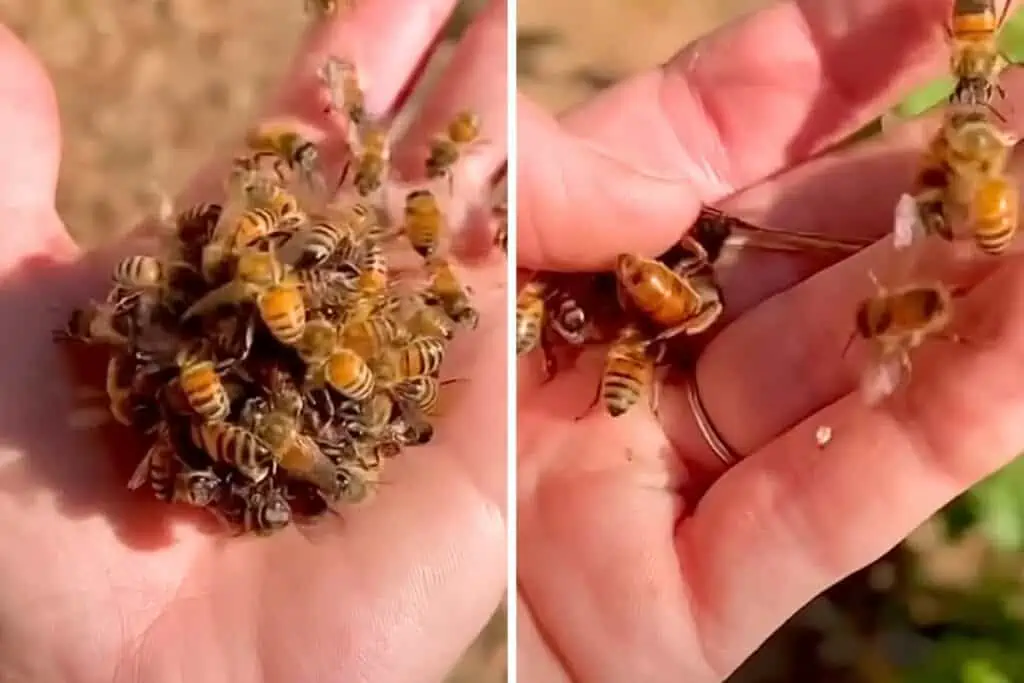 Grausam und doch faszinierend: Bienen wollen Bienenkönigin auf der Hand einer Frau töten