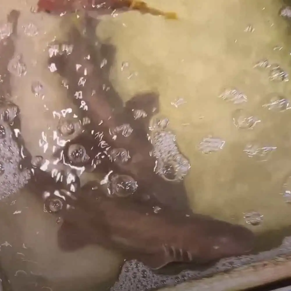 Baby-Haie im Wassertank