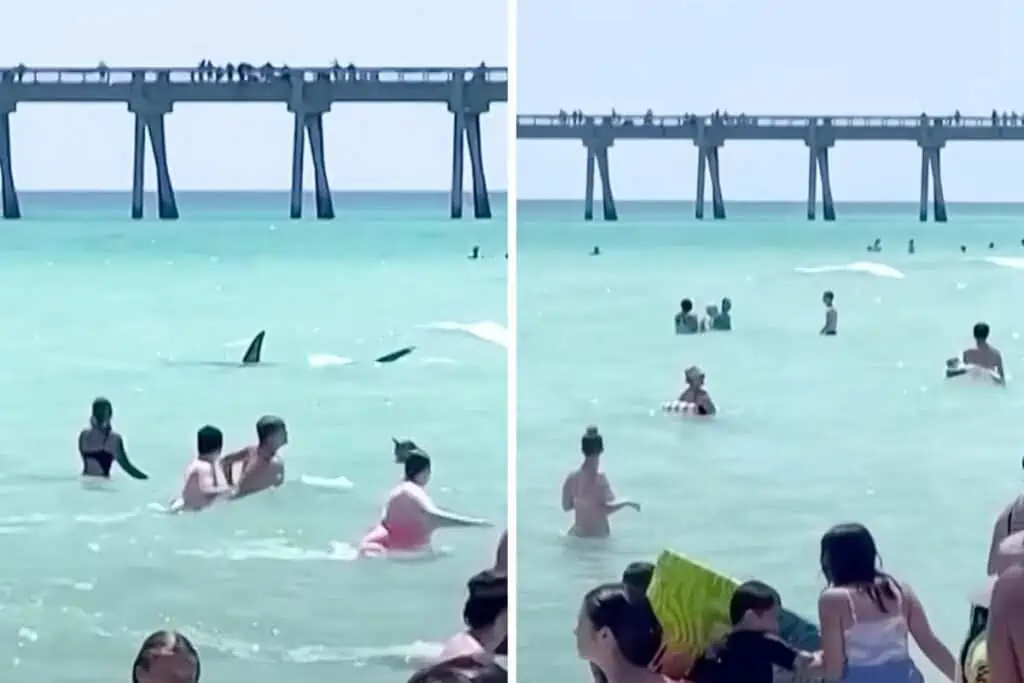 Hai taucht zwischen Badegästen in Florida auf – Die Reaktion einiger Menschen ist wirklich seltsam