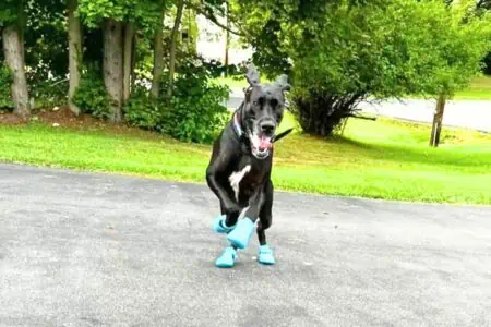 Hündin mit besonderer Vorliebe- Darum geht diese Deutsche Dogge nicht mehr ohne Crocs aus dem Haus