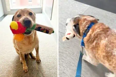 Hund bekommt Spielzeug als Belohnung und trägt es heim - was dann passiert, bringt alle zum Lachen