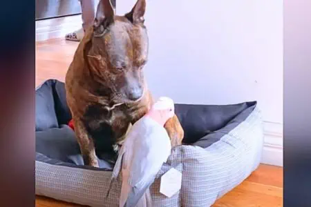 Hund entdeckt verletzten Kakadu - was er dann tut, ist der Beginn einer zauberhaften Freundschaft